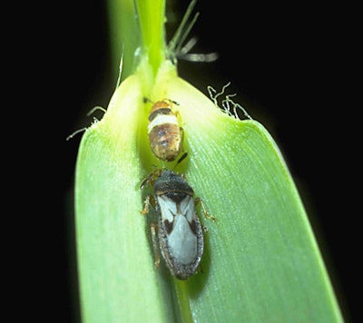 Adult and nymph feeding on St. Augustine Photo: David Shetlar, The Ohio State University, Bugwood.org