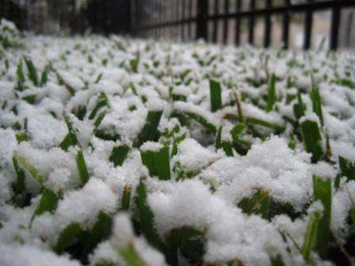 cold-grass