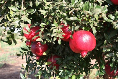 Angel Red Pomegranate Photo: Monrovia