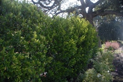 Bright N Tight Carolina Laurel 6700 Prunus caroliniana Bright n Tight DSC_0048