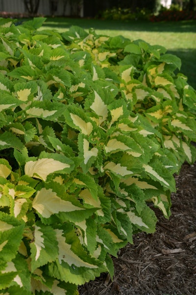 Ball Horticultural Company