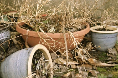 Dead_plant_in_pots-1024×682