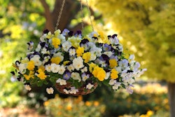 HangingBasket-CoolWavePansy