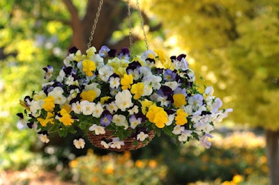 Cool Wave Pansy, Photo: Ball Horticultural Company