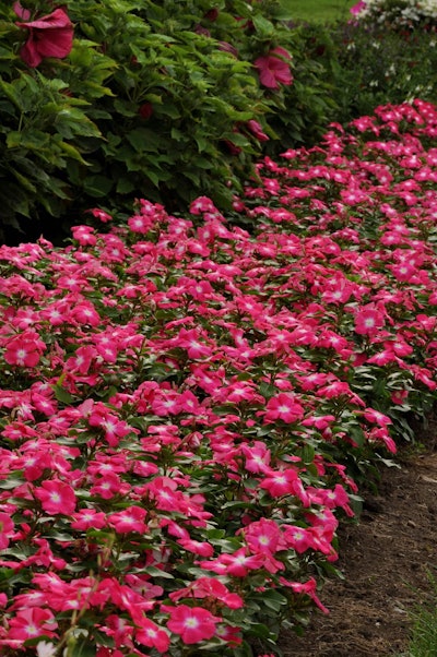 Vinca Titan Photo: Ball Horticultural Company