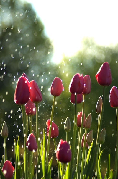 shutterstock_1062893