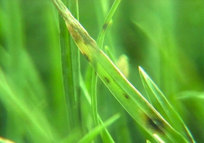 Gray leaf spot threatens turf in wet and humid conditions, especially young perennial ryegrass and tall fescue. Photo: Ned Tisserat, Colorado State University, Bugwood.org