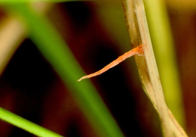 Red thread is one of the most common fungal diseases found on residential lawns. Photo: Bruce Watt, University of Maine, Bugwood.org