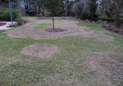 Symptoms of rhizoctonia can come on quickly as rough, circular brown patches. Photo: Chazz Hesselein, Alabama Cooperative Extension System, Bugwood.org