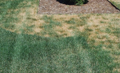 Spring dead spot is a difficult disease to manage. It can recur in the same spot each year. Photo: Howard F. Schwartz, Colorado State University. Bugwood.org