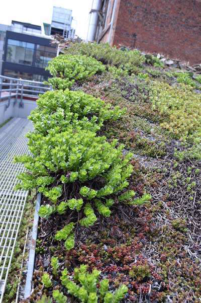 Green Roof Resized