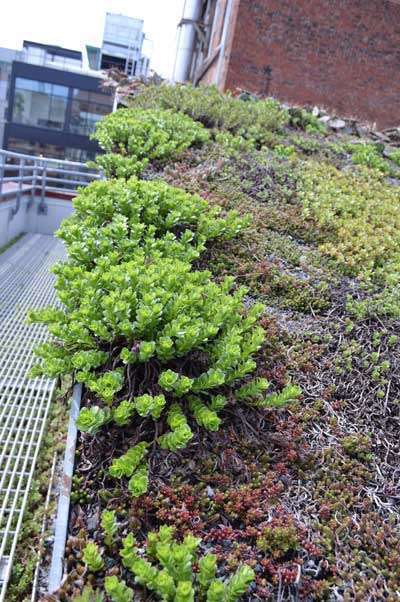 Green Roof Resized