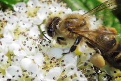 Photo: Bayer CropScience