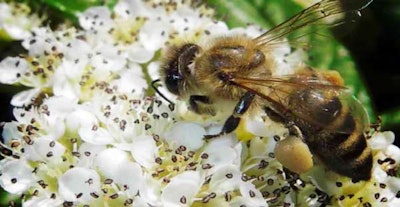 Photo: Bayer CropScience