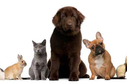 Pets We Dig Total Landscape Care magazine