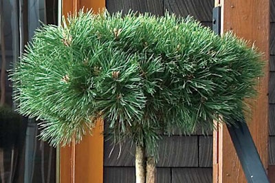 Bepo Austrian Pine, Monrovia