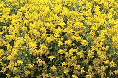 Bangle Genista, Proven Winners