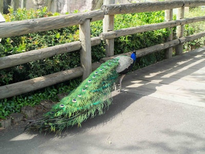 Peacock at the Zoo TLC