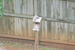 These three young bluebirds aren’t quite sure what to think of my backyard.