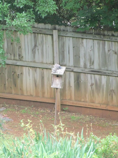 These three young bluebirds aren’t quite sure what to think of my backyard.