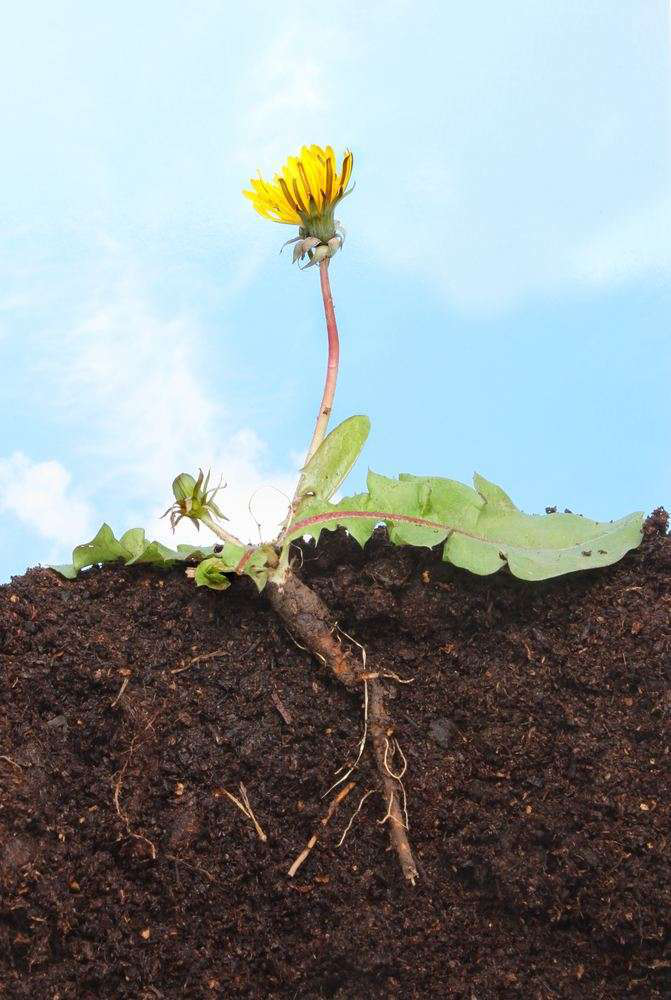 Dandelion Tlc Magazine