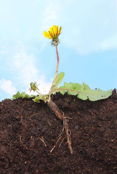 Dandelion Tlc Magazine