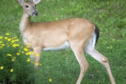 Deer Tlc Magazine