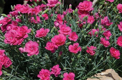 Pinks/ Dianthus, Ball Horticultural Company