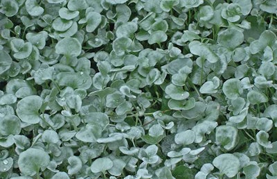 Silver Falls Dichondra, Ball Horticultural Company
