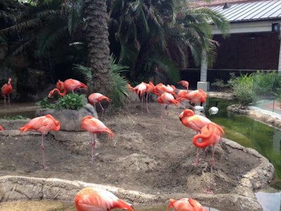 Flamingo TLC