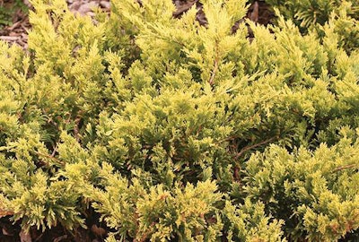 Good Vibrations Gold Juniper, Proven Winners