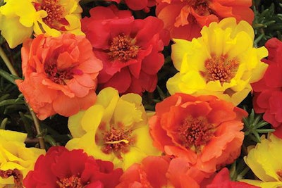 Moss Rose, Ball Horticultural Company
