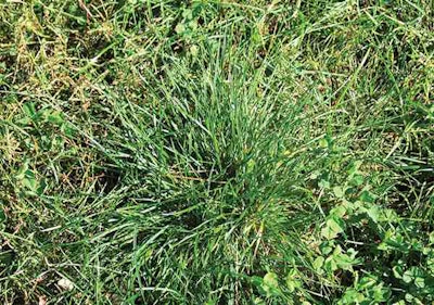 Even if your client hasn’t planted perennial ryegrass, it could like dormant in the soil for years, waiting to pop up when the perfect conditions are present. Photo courtesy of Bob Mugass, U of MN