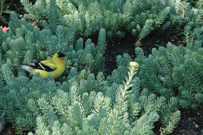 Blue Spruce Sedum, Ball Horticultural Company