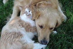 Bentley (cat) and Sydney, a Golden Retriever