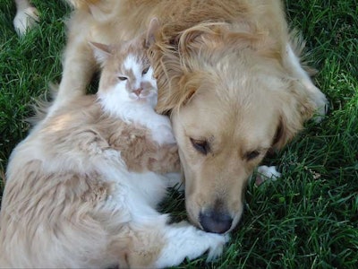 Bentley (cat) and Sydney, a Golden Retriever