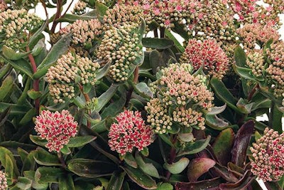 Garnet Brocade Sedum, Proven Winners