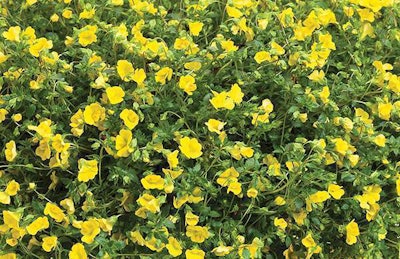 GoldDust Mecardonia, Proven Winners