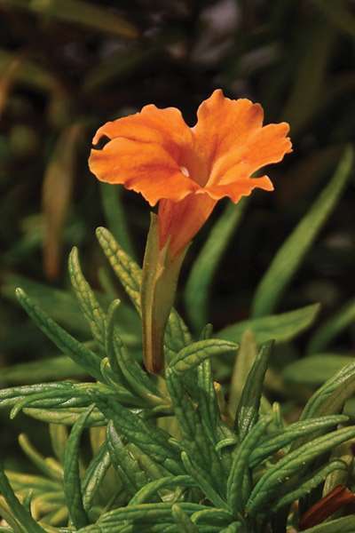 Curious Orange Monkey Flower, Monrovia