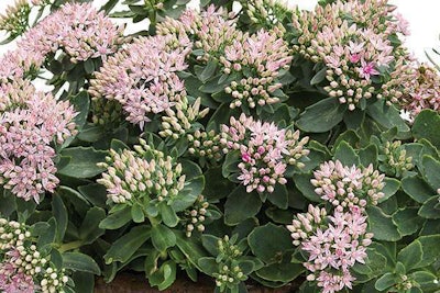 Pure Joy Stonecrop, Proven Winners