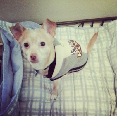 Boo Photo: Amy Materson, Managing Editor for sister magazine Equipment World