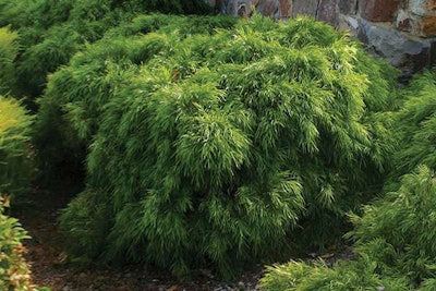 Cousin Itt Acacia (Acacia cognata ‘Mini Cog’) Photo: Ball Ornamentals