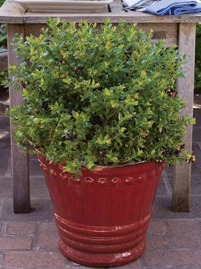 Blueberry Glaze Blueberry (Vaccinium angustifolium x myrsinites x corymbosum hybrid, Blueberry Glaze) Photo: Fall Creek Farm and Nursery