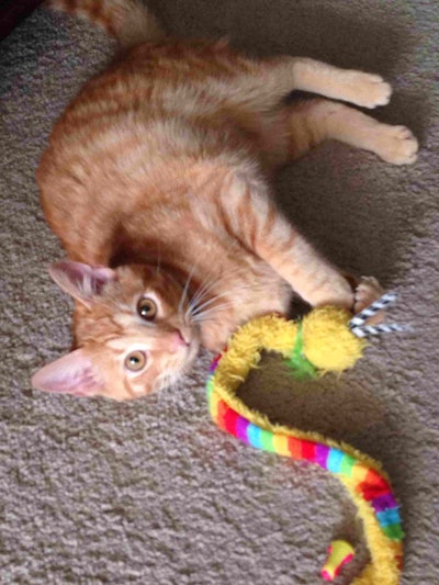 Milo, Photo: Patty Vaughan, Online Managing Editor for Total Landscape Care