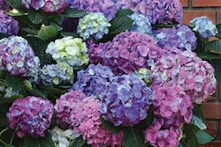L.A. Dreamin’ Hydrangea (Hydrangea macrophylla ‘Lindsey Anne’), Photo: Ball Ornamentals