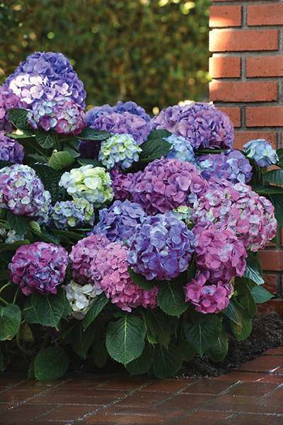 L.A. Dreamin’ Hydrangea (Hydrangea macrophylla ‘Lindsey Anne’), Photo: Ball Ornamentals