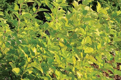 Lemon Candy Physocarpus (Physocarpus opulifolius ‘Podaras 3’) Photo: Ball Ornamentals
