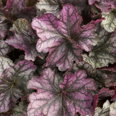 Dolce ‘Blackberry Ice’ Heuchera Photo: Proven Winners