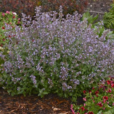 ‘Cat’s Meow’ Nepeta faassenii Photo: Proven Winners