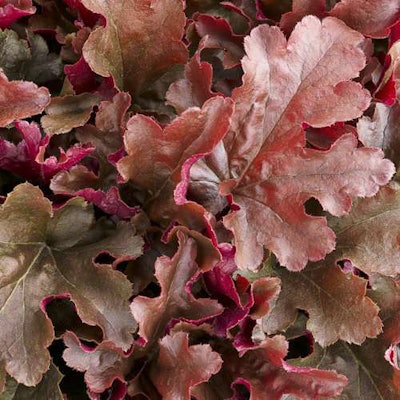 Dolce Cinnamon Curls Heuchera Photo: Proven Winners